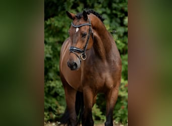 KWPN, Ruin, 6 Jaar