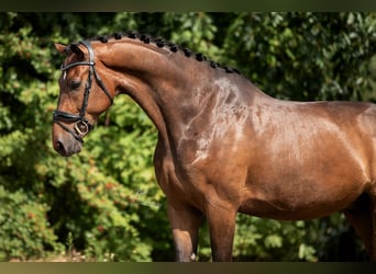 KWPN, Ruin, 6 Jaar