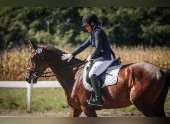 KWPN, Ruin, 6 Jaar, Roodbruin
