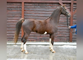 KWPN, Ruin, 6 Jaar, Vos