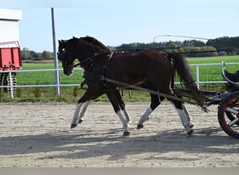 KWPN, Ruin, 6 Jaar, Vos