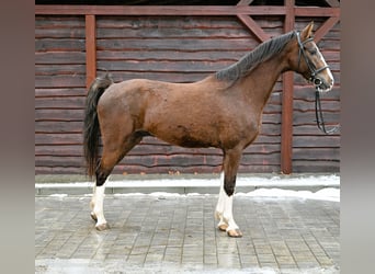 KWPN, Ruin, 6 Jaar, Vos