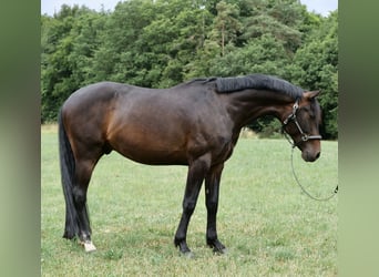 KWPN, Ruin, 7 Jaar, 158 cm, Donkerbruin