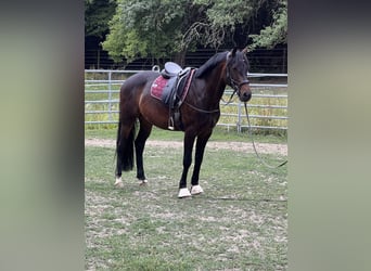 KWPN, Ruin, 7 Jaar, 158 cm, Donkerbruin