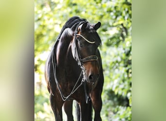 KWPN, Ruin, 7 Jaar, 158 cm, Donkerbruin