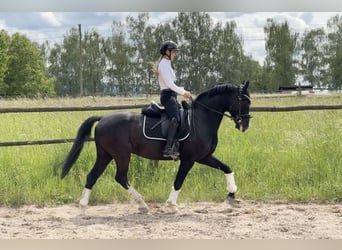 KWPN, Ruin, 7 Jaar, 160 cm, Zwartbruin
