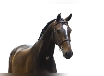 KWPN, Ruin, 7 Jaar, 162 cm, Donkerbruin