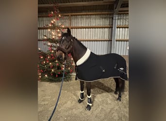 KWPN Mix, Ruin, 7 Jaar, 163 cm, Bruin