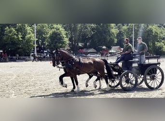KWPN, Ruin, 7 Jaar, 165 cm, Bruin