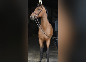 KWPN, Ruin, 7 Jaar, 165 cm, Bruin