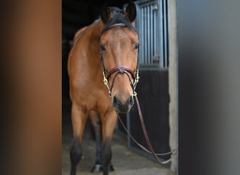KWPN, Ruin, 7 Jaar, 165 cm, Bruin