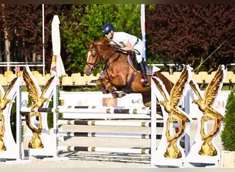 KWPN, Ruin, 7 Jaar, 165 cm, Vos