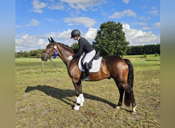 KWPN, Ruin, 7 Jaar, 166 cm, Bruin