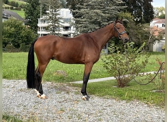 KWPN, Ruin, 7 Jaar, 166 cm, Bruin