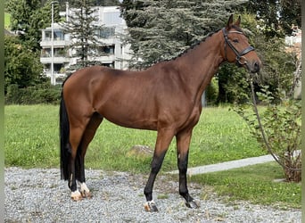 KWPN, Ruin, 7 Jaar, 166 cm, Bruin