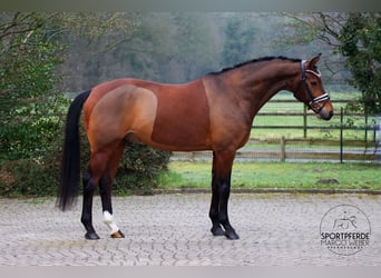 KWPN, Ruin, 7 Jaar, 166 cm, Donkerbruin