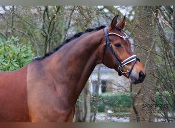 KWPN, Ruin, 7 Jaar, 166 cm, Donkerbruin