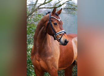 KWPN, Ruin, 7 Jaar, 166 cm, Donkerbruin