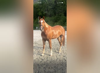 KWPN, Ruin, 7 Jaar, 167 cm, Donkere-vos