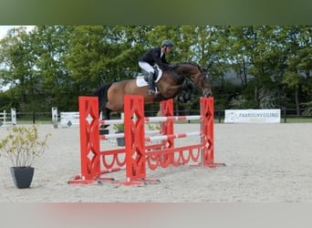 KWPN, Ruin, 7 Jaar, 167 cm