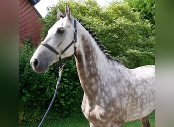 KWPN, Ruin, 7 Jaar, 168 cm, Appelschimmel