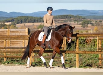 KWPN, Ruin, 7 Jaar, 168 cm, Bruin