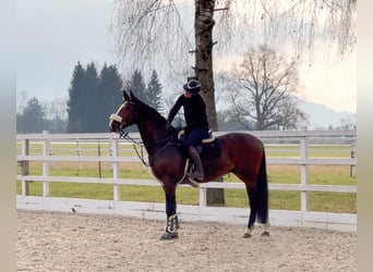 KWPN, Ruin, 7 Jaar, 168 cm, Bruin