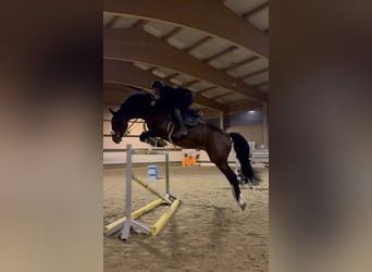 KWPN, Ruin, 7 Jaar, 168 cm, Bruin