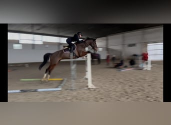 KWPN, Ruin, 7 Jaar, 168 cm, Bruin
