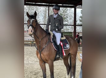 KWPN, Ruin, 7 Jaar, 168 cm, Bruin