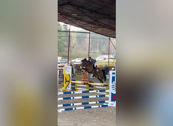 KWPN, Ruin, 7 Jaar, 168 cm, Bruin