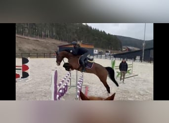 KWPN, Ruin, 7 Jaar, 168 cm, Bruin
