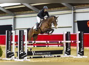 KWPN, Ruin, 7 Jaar, 168 cm, Bruin