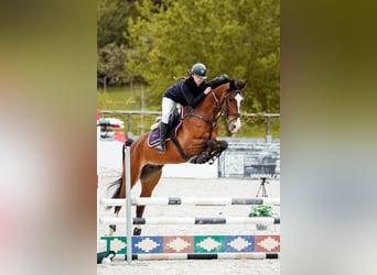 KWPN, Ruin, 7 Jaar, 168 cm, Bruin