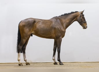 KWPN, Ruin, 7 Jaar, 168 cm, Bruin