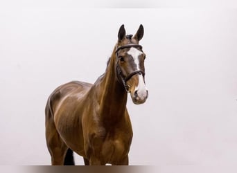 KWPN, Ruin, 7 Jaar, 168 cm, Bruin