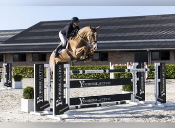 KWPN, Ruin, 7 Jaar, 168 cm