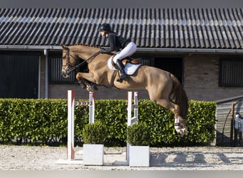 KWPN, Ruin, 7 Jaar, 168 cm