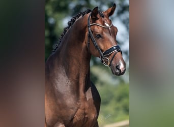 KWPN, Ruin, 7 Jaar, 169 cm, Bruin