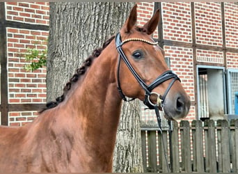 KWPN, Ruin, 7 Jaar, 169 cm, Vos