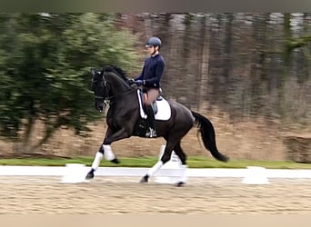 KWPN, Ruin, 7 Jaar, 169 cm, Zwart