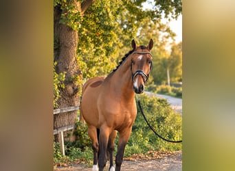 KWPN, Ruin, 7 Jaar, 170 cm, Bruin
