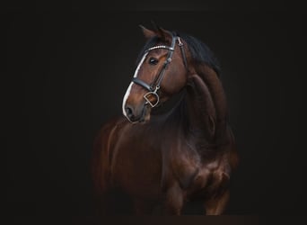 KWPN, Ruin, 7 Jaar, 170 cm, Bruin
