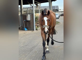 KWPN, Ruin, 7 Jaar, 170 cm, Bruin