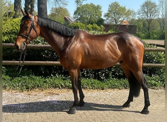 KWPN, Ruin, 7 Jaar, 170 cm, Bruin