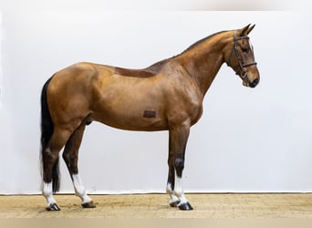 KWPN, Ruin, 7 Jaar, 170 cm, Bruin