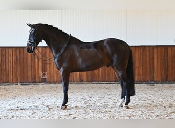 KWPN, Ruin, 7 Jaar, 170 cm, Donkerbruin
