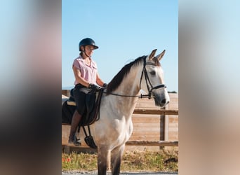KWPN, Ruin, 7 Jaar, 170 cm, Falbe