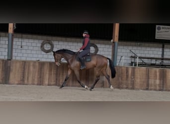 KWPN, Ruin, 7 Jaar, 171 cm, Bruin
