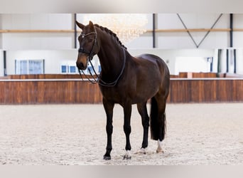 KWPN, Ruin, 7 Jaar, 171 cm, Donkerbruin